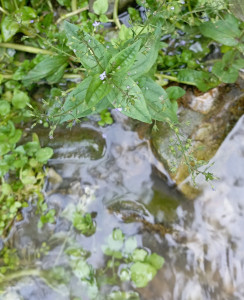 ורוניקת המים